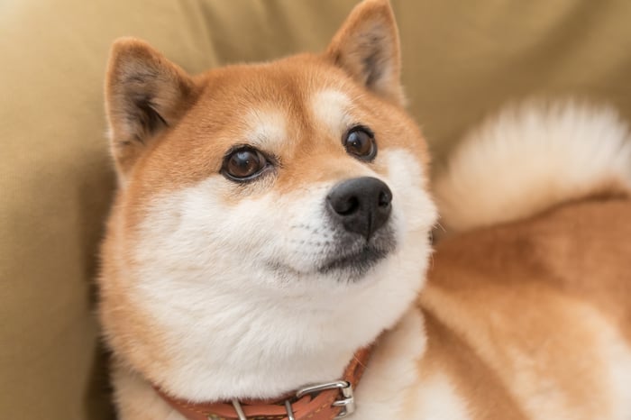 A Shiba Inu-breed dog on a couch. 