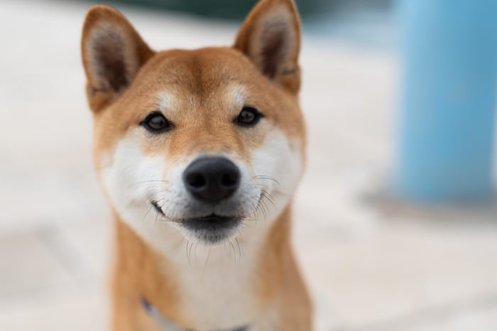 A close-up of a Shiba Inu-breed dog. 