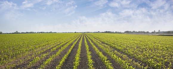 A large field with crops growing in single rows.