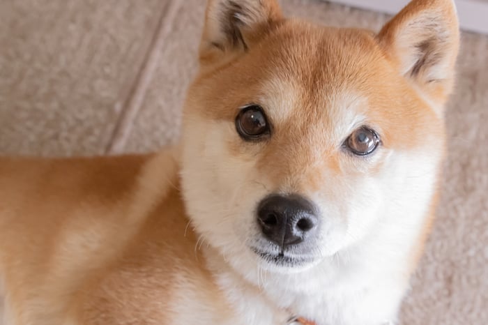 A Shiba Inu dog lying on its side and looking upward. 