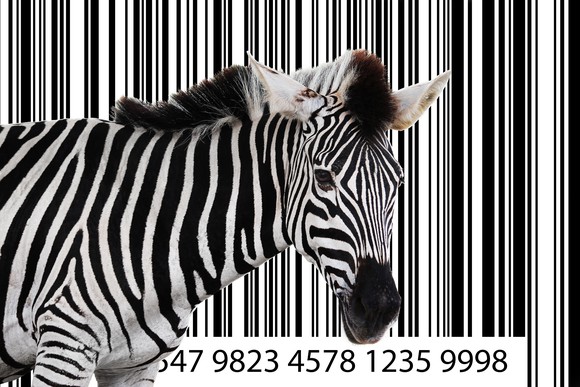 A zebra stands in front of a large barcode.