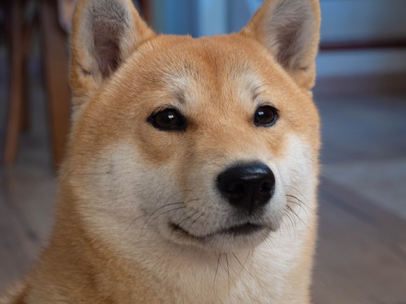 A Shiba Inu dog intently looking at something.