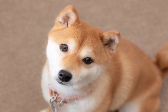 A young Shiba Inu dog tilts its head, looking at the camera.