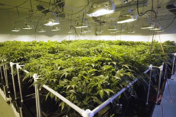 Cannabis plants growing under lights.