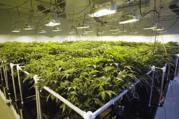 Cannabis plants growing under lights.