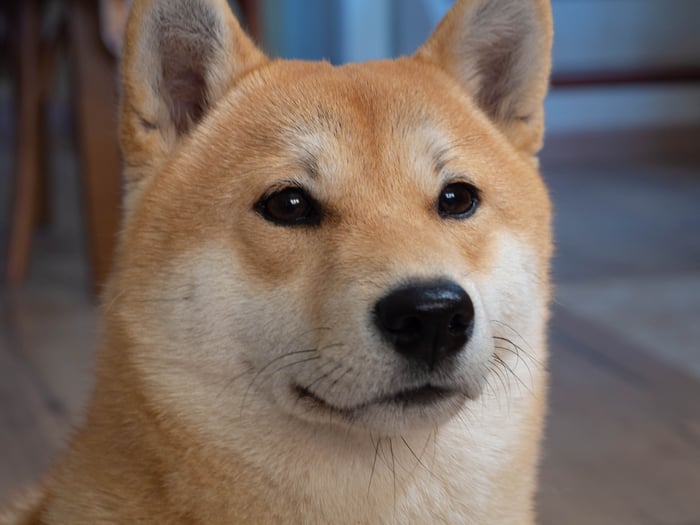 A Shiba Inu dog staring intently at something in the distance.