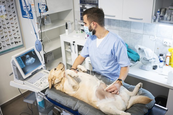 A veterinarian performs an ultrasound on a dog.