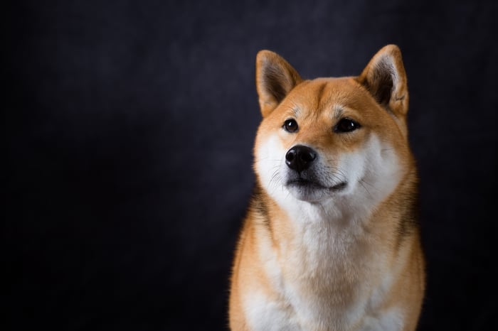A Shiba Inu-breed dog sitting down and staring into the distance.