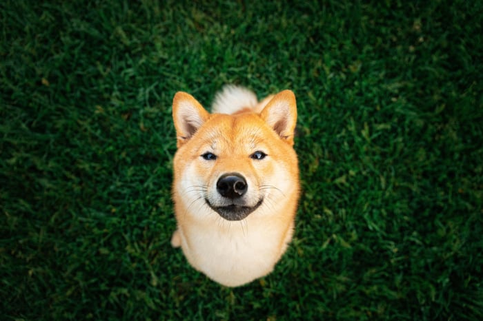A Shiba Inu dog sitting on grass and looking skyward.