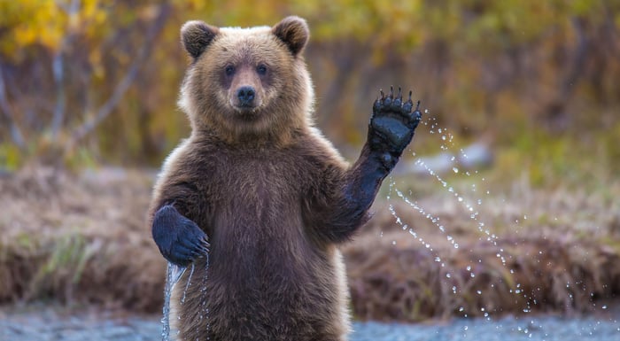 Bear standing in water and waving.