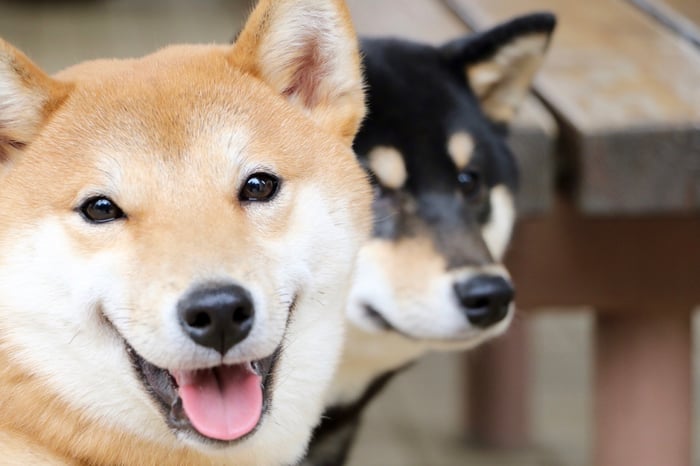 Two Shiba Inu-breed dogs looking into the distance.