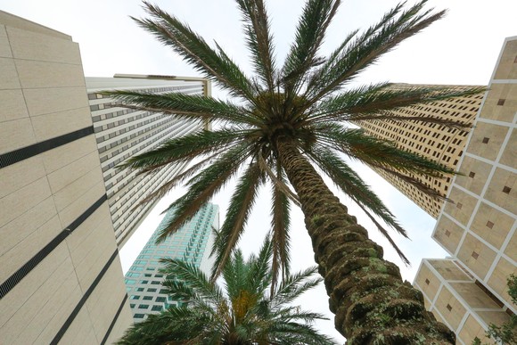 Upward view of office buildings and palm trees.