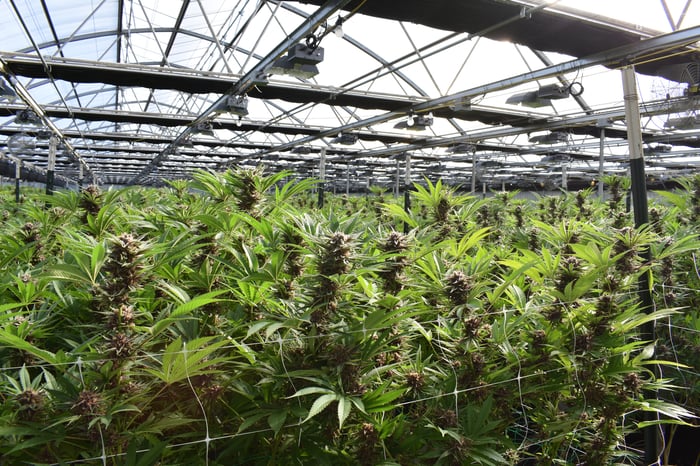 Interior of a cannabis-growing greenhouse.