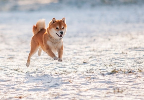 Shiba Inu dog jumping in the snow.