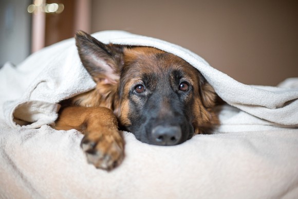 Dog under blanket looking sad.