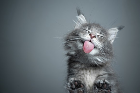 A gray kitten with eyes closed and tongue sticking out.