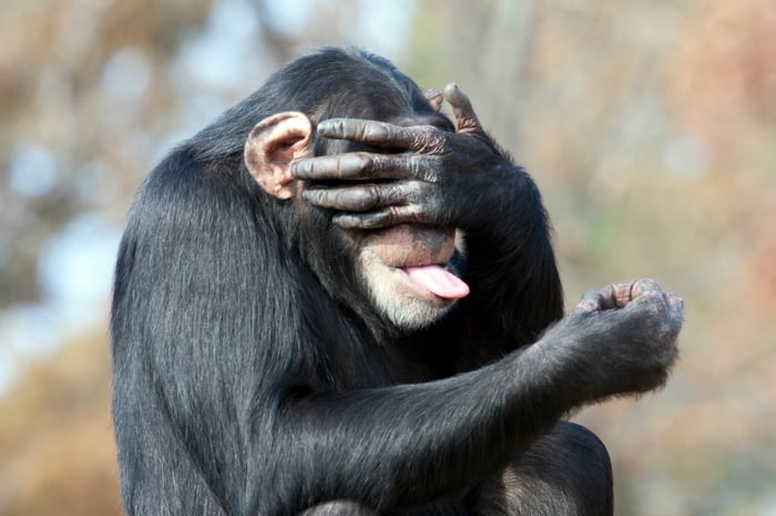 A chimpanzee covering its eyes.