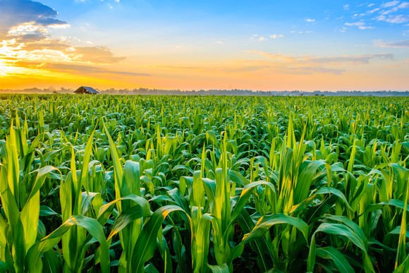 Corn field at dawn or dusk.