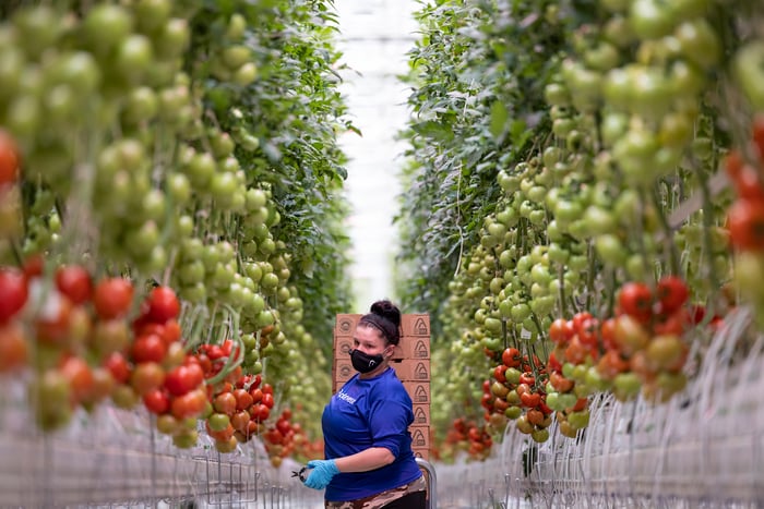 A worker harvests tomatoes in AppHarvest's massive Kentucky greenhouse.