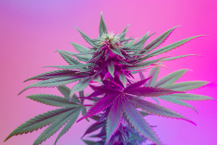A flowering cannabis plant.