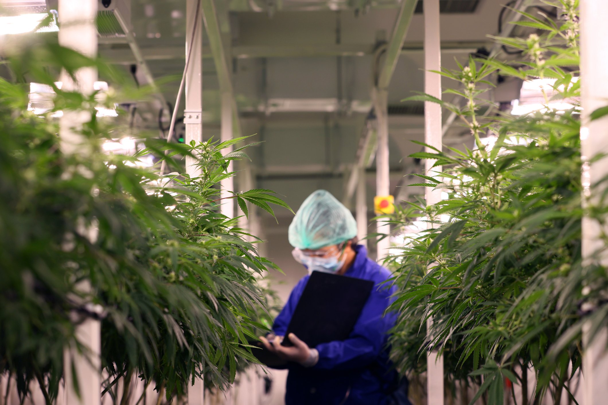 22_01_13 A person inside an industrial marijuana grow house writing in a notebook _GettyImages-1322979060