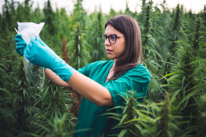 Person inspecting marijuana sample in a field of plants.