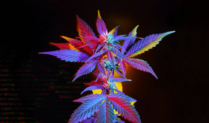 A marijuana plant against a black background. 