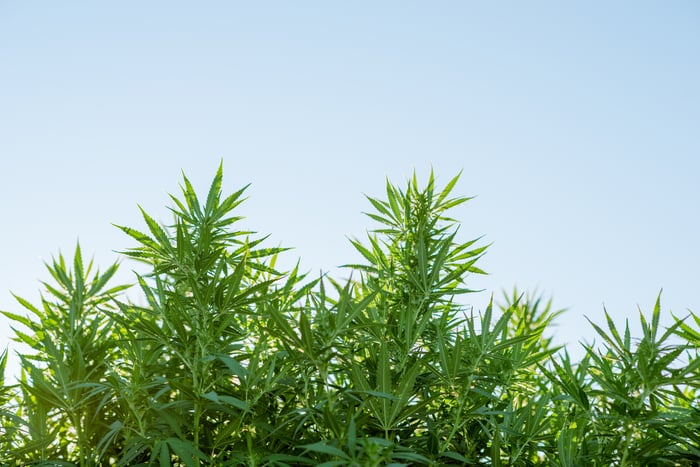 full-grown marijuana plants.