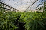 Greenhouse full of cannabis