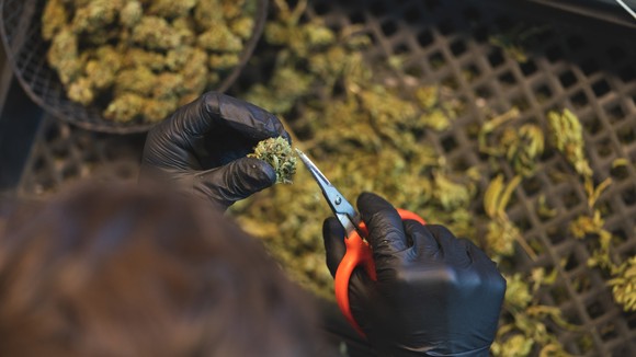 A persom trimming a marijuana bud.