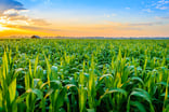fpi farmland partners stock earnings farmland REIT