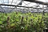 iipr stock iipr earnings cannabis greenhouse