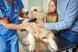 veterinarian checkup dog family