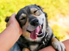 dog pet getty