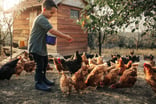 chickens livestock farm getty