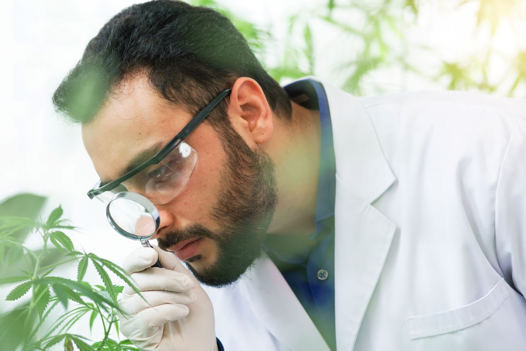 A person inspect a cannabis plant with a magnifying glass.