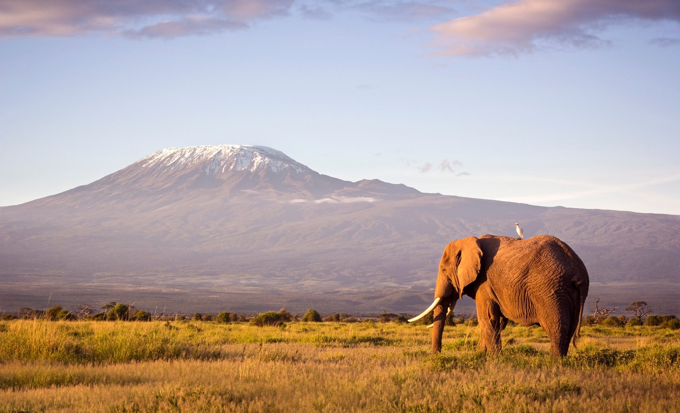 Classic safari scene of a large bull elephant against a Kilimanjaro backdrop