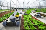Agriculture robotic and autonomous car working in smart farm