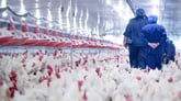 Live chicken for meat and egg production inside factory farm
