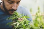 a person holding a cannabis plant