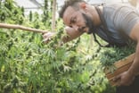 a person collecting cannabis plant