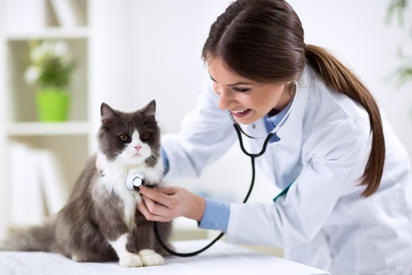 A veterinarian examines a cat.