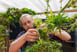 farmer inspects marijuana plant in greenhouse