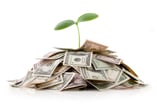 Money Plant