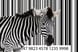 Barcode zebra