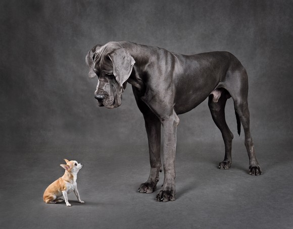 A Chihuahua sitting next to a Great Dane.