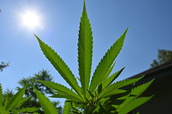 Cannabis leaf against a bright sun.