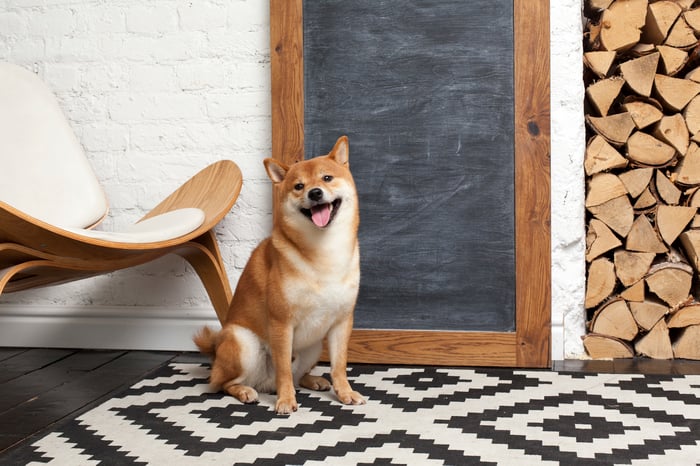 Shiba Inu sitting in front of a blank blackboard.