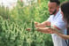 hemp plants farmer checking