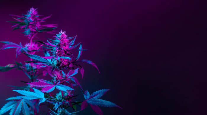 A flowering marijuana plant.
